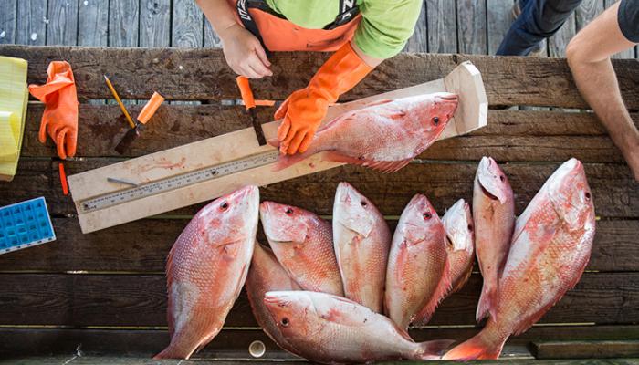 Louisiana Seafood
