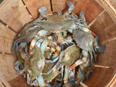 Barrel of Crabs