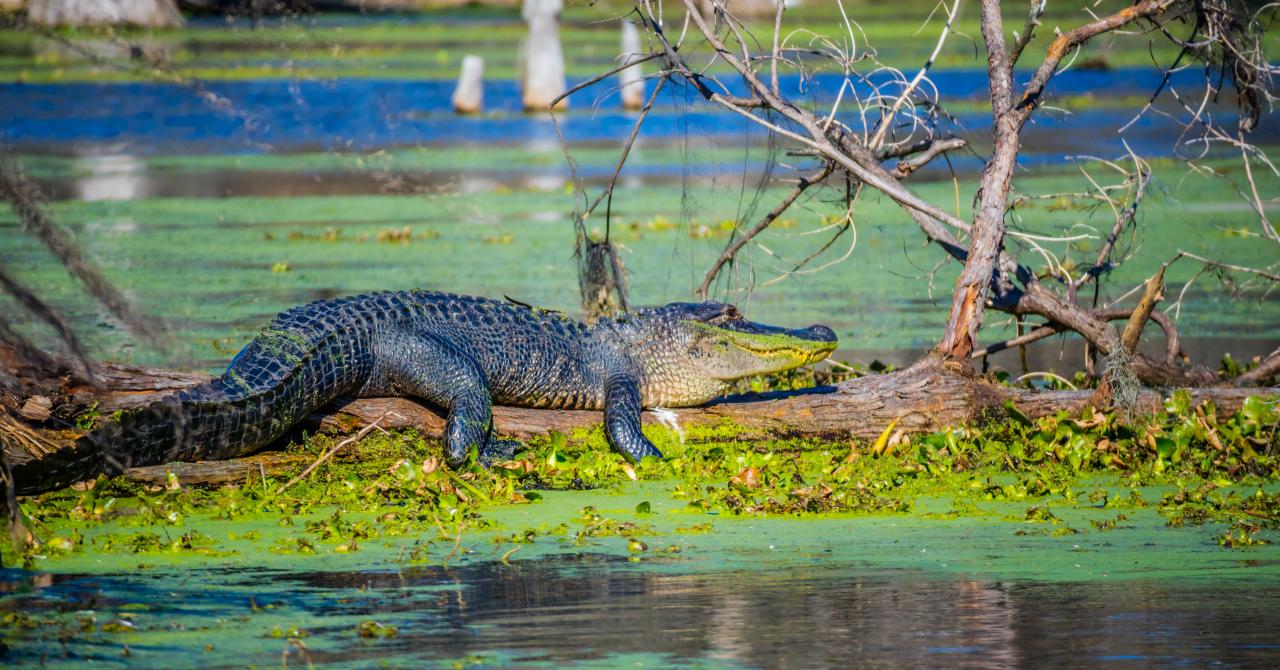 A large American Crocodile in Abbeville, Louisiana