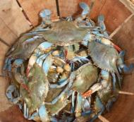 Barrel of Crabs